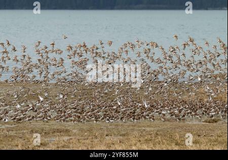 Migrazione di Sandpiper, primavera, Alaska costiera Foto Stock