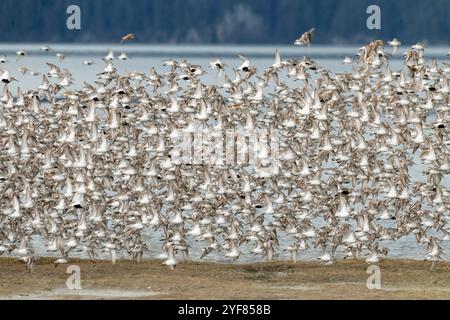 Migrazione di Sandpiper, primavera, Alaska costiera Foto Stock