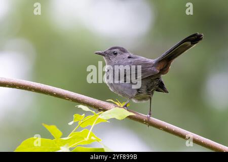 Uccello gatto grigio (Dumetella carolinensis) Foto Stock