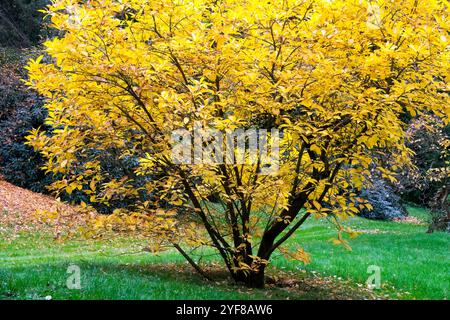 Fringe Tree Chionanthus virginicus autunno in giardino giallo giallastro giallastro girano girando Foto Stock