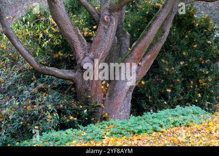 Vecchio tronco in acero Acer campestre nel giardino autunnale Foto Stock