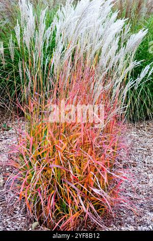 Miscanthus sinensis "GHANA" Foto Stock