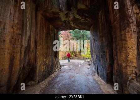 Un tunnel che attraversa un gigantesco albero di sequoia nello Yosemite National Park, California, USA Foto Stock