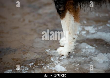 Un cane da pastore australiano si trova accanto a un lago ghiacciato. Il cane sembra vigile e curioso, pronto ad esplorare il paese delle meraviglie invernali Foto Stock