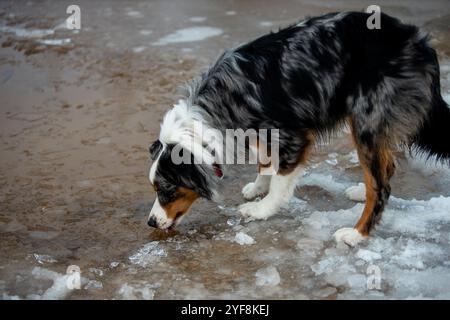 Un cane da pastore australiano si trova accanto a un lago ghiacciato. Il cane sembra vigile e curioso, pronto ad esplorare il paese delle meraviglie invernali Foto Stock