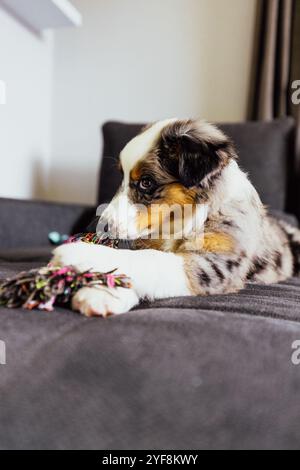 Adorabile cucciolo di pastore australiano. Un pacchetto di fluff e amore pronto a rubare il tuo cuore Foto Stock