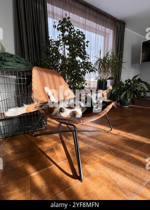 Adorabile pastore australiano che riposa sulla sedia tra le piante domestiche - ideale per gli amanti degli animali domestici Foto Stock