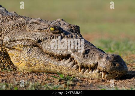 Ritratto di un grande coccodrillo del Nilo (Crocodylus niloticus) che si crogiola, Parco Nazionale del Chobe, Botswana Foto Stock