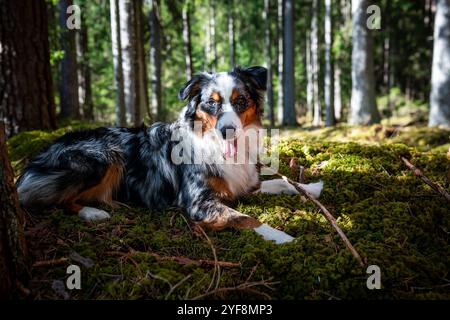 Ritratto del giovane pastore australiano nella foresta Foto Stock