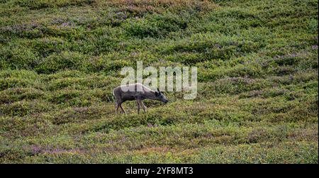 Una giovane renna di montagna con piccole corna vagano liberamente, nutrendosi di cespugli di mirtillo nella lussureggiante brughiera durante i caldi mesi estivi in Svezia Foto Stock