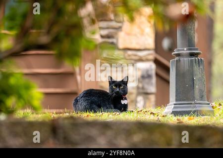 Un gatto nero domestico attento seduto fuori sull'erba - Brevard, North Carolina, Stati Uniti Foto Stock