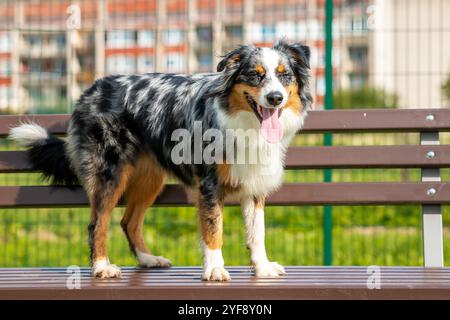 Il pastore australiano è seduto sulla panchina nel cortile Foto Stock