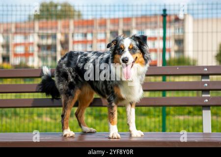 Pastore australiano che posa fuori nel parco Foto Stock