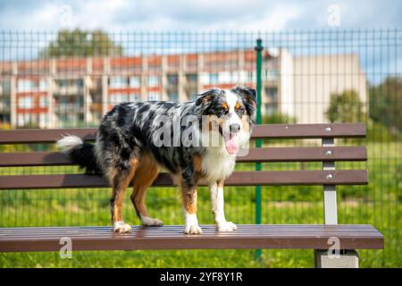 Il pastore australiano è seduto sulla panchina nel cortile Foto Stock