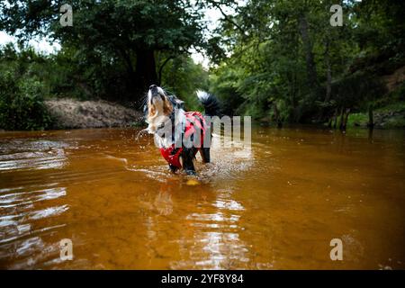 il cane corre sull'acqua, si scuote. Felice animale domestico. Pastore australiano attivo Foto Stock