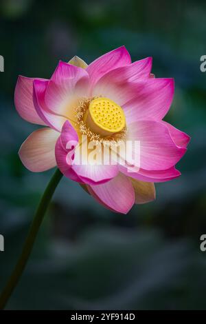 Vacratot, Ungheria - il bellissimo Loto Sacro rosa, il Loto Indiano (Nelumbo Nucifera) o semplicemente il Giglio d'acqua è una delle due specie esistenti di piante acquatiche Foto Stock