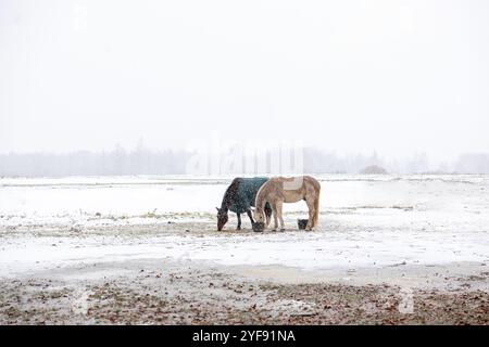 Due cavalli che pascolano insieme in uno Snowy Field sotto un Grey Sky Foto Stock