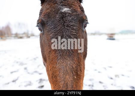 Primo piano del naso di un cavallo bruno in un campo innevato Foto Stock