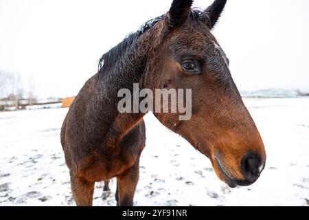 Ritratto intimo di un cavallo in un Paddock innevato durante l'inverno Foto Stock
