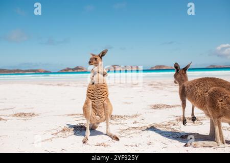 Canguri su una spiaggia di sabbia bianca, a Lucky Bay, Australia Occidentale. Foto Stock