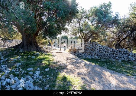 I turisti camminano tra gli antichi ulivi nei giardini di ulivi di Lun, gli oliveti circondati da muretti a secco, l'isola di pag in Dalmazia, Croazia Foto Stock