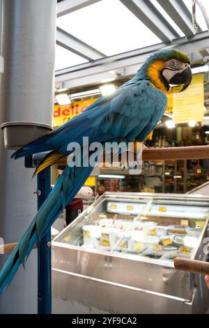 Pappagallo di uccelli in vendita sul mercato centrale coperto di Atene capitale della Grecia il 12 gennaio 2023. Oiseau perroquet a vendre au marche couvert des Hall Foto Stock