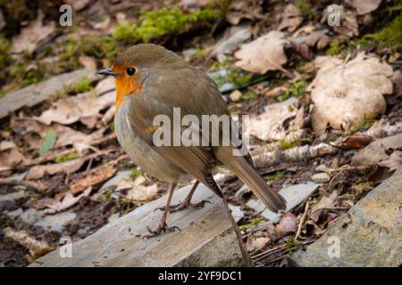 Un piccolo uccellino in piedi a terra, con le sue piume stropicciate dal vento. L'uccello sembra sorvegliare l'ambiente circostante. Foto Stock