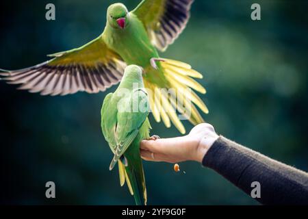 Persona che tiene un simpatico Green Parakeet nel parco di Londra Foto Stock