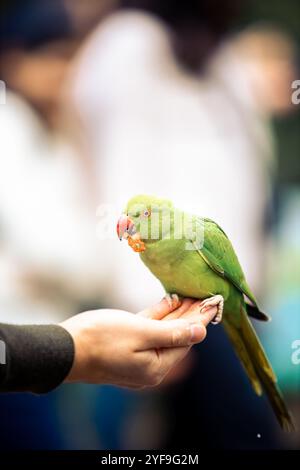 Persona che tiene un simpatico Green Parakeet nel parco di Londra Foto Stock