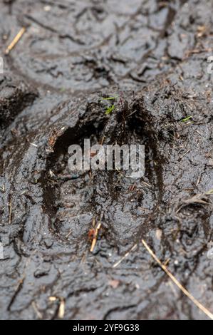 Pista dei cervi nel fango nella foresta dei monti Jizera nella Repubblica Ceca Foto Stock