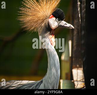 Gru a corona grigia che guarda lateralmente con sfondo bokeh o sfocato Foto Stock