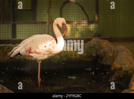 un fenicottero solitario in una piscina rocciosa allo zoo Foto Stock