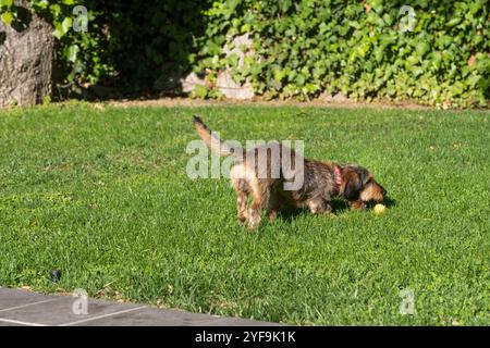 Un piccolo cane terrier purosangue morde una palla gialla lanciata a lui dal suo proprietario. Si trova in un giardino con un prato verde e curato in una giornata di sole. Foto Stock