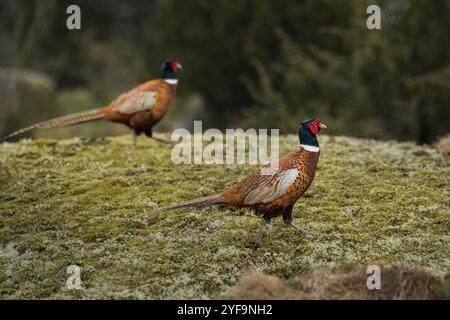 Fagiani con collo ad anello che camminano sull'erba Foto Stock