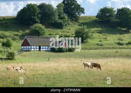 Mucche che pascolano in campo agricolo Foto Stock