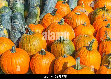 Zucca autunnale arancione, mostra di raccolta di zucche grandi, Halloween e le sue vacanze. Stagione di Halloween. Foto Stock