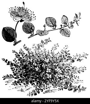 Cespuglio di capperi, chiamato anche rosa di Flinders, Capparis spinosa, (libro di schemi, 1911), Kapernstrauch, câprier commun ou câprier épineux Foto Stock