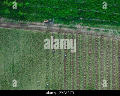 vista aerea degli agricoltori che raccolgono aglio dal giardino biologico Foto Stock