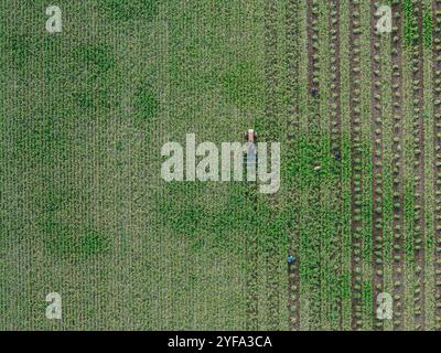 vista aerea degli agricoltori che raccolgono aglio dal giardino biologico Foto Stock