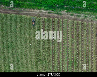 vista aerea degli agricoltori che raccolgono aglio dal giardino biologico Foto Stock