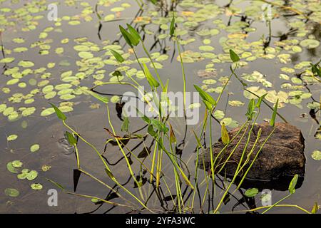 I tappetini galleggiano nell'acqua del lago Foto Stock