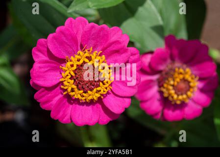 Zinnia messicana ( Zinnia haageana ) - Kampala - Uganda Foto Stock