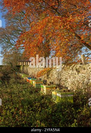 Una fila di alveari visti accanto al muro di pietra del frutteto al Castello di Ballinshoe, riparato per svernare accanto al muro di pietra. Foto Stock