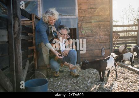 Una coppia di mezza età che dà da mangiare a una capra in una fattoria di capre Foto Stock