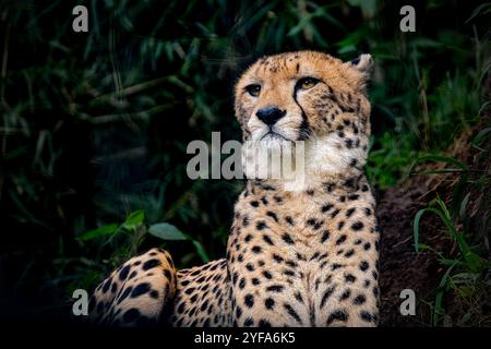 primo piano di uno splendido ghepardo (Acinonyx jubatus) Foto Stock