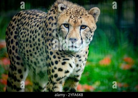 primo piano di uno splendido ghepardo (Acinonyx jubatus) Foto Stock