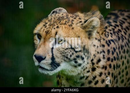 primo piano di uno splendido ghepardo (Acinonyx jubatus) Foto Stock