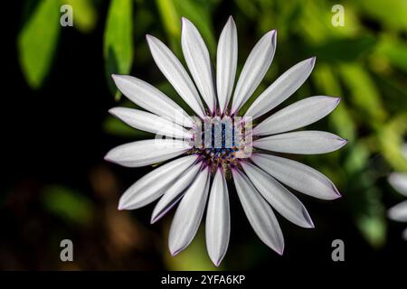 Cape Rain-daisy ( Dimorphotheca pluvialis ) - Kampala Uganda Foto Stock