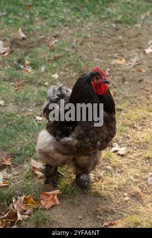 Un morbido pollo nero su terra e erba Foto Stock