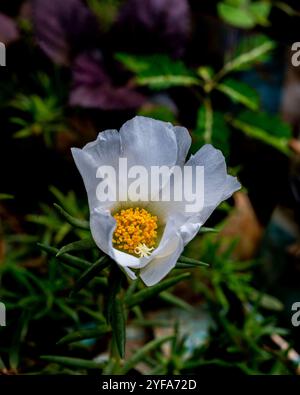 Moss-rose ( Portulaca grandiflora ) - Kampala Uganda Foto Stock